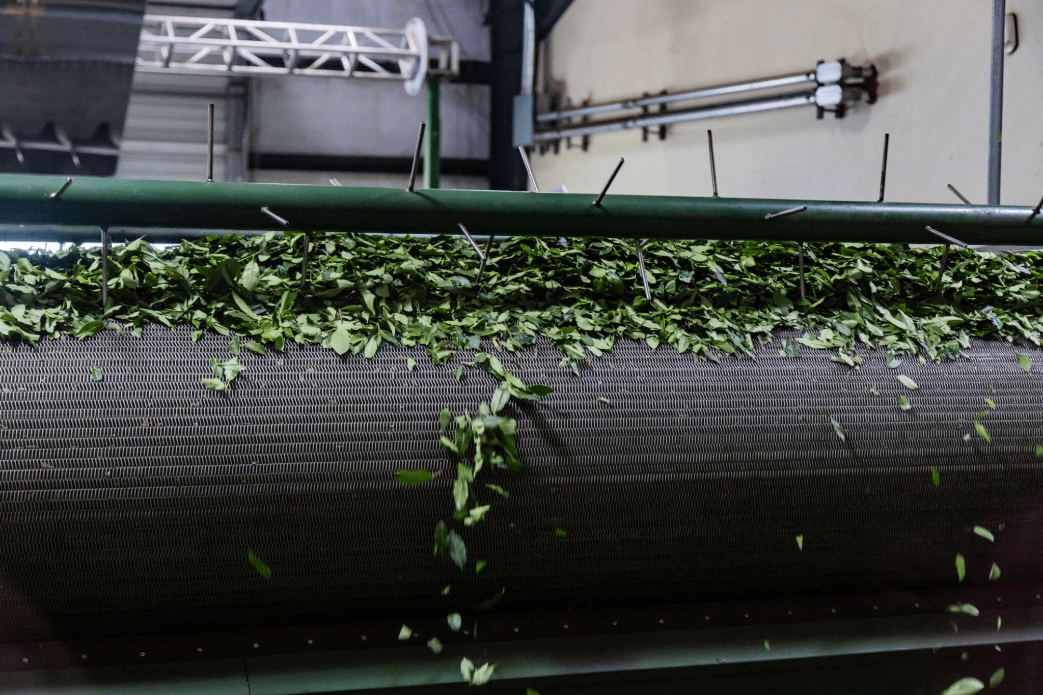Matcha leaf processing on conveyor line showing raw material handling in production