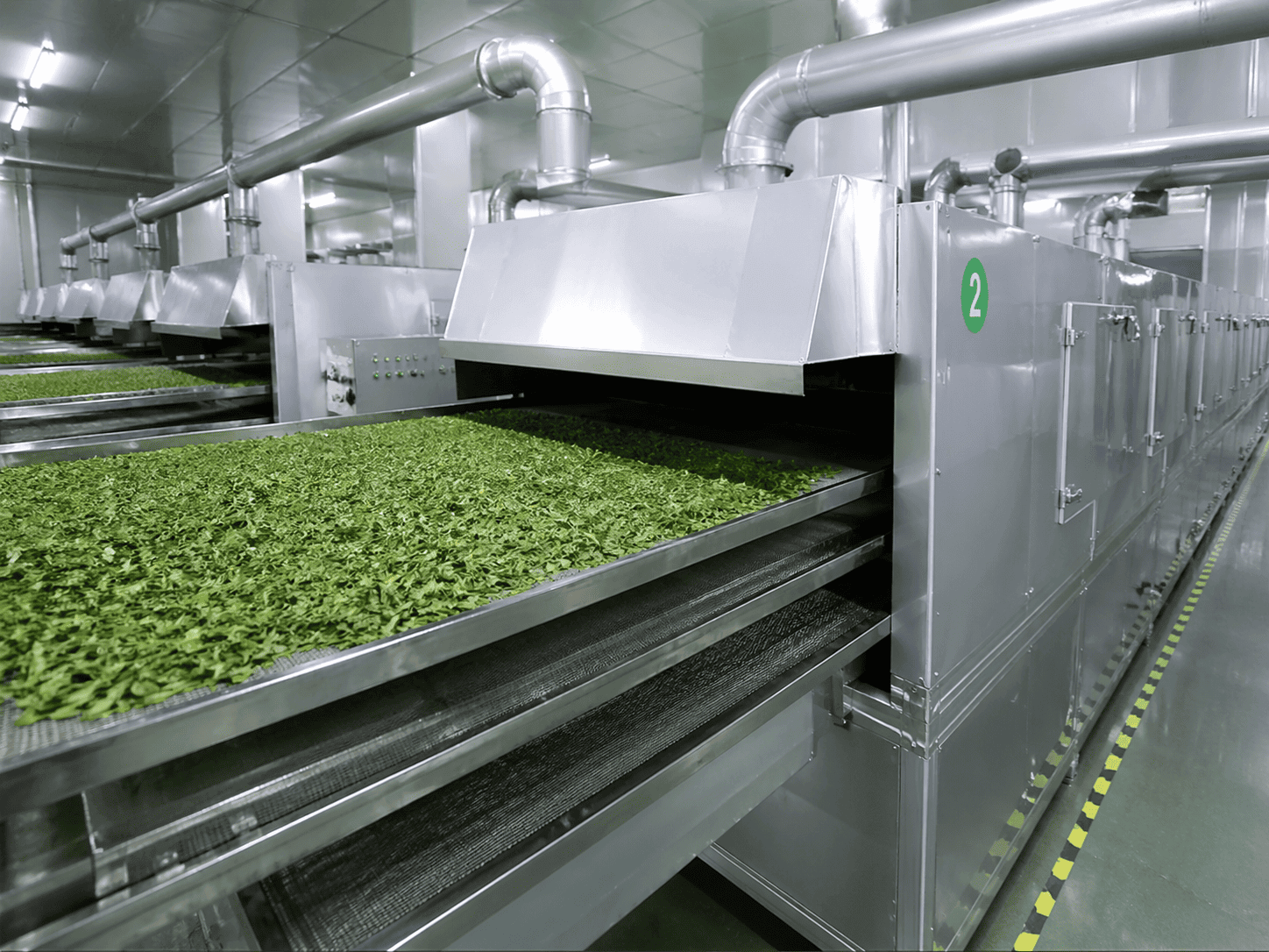 Matcha leaf processing and drying production line ensuring consistent quality for bulk matcha powder manufacturing