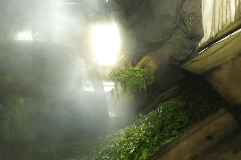 Matcha leaf steaming process preserving color and nutrients during production