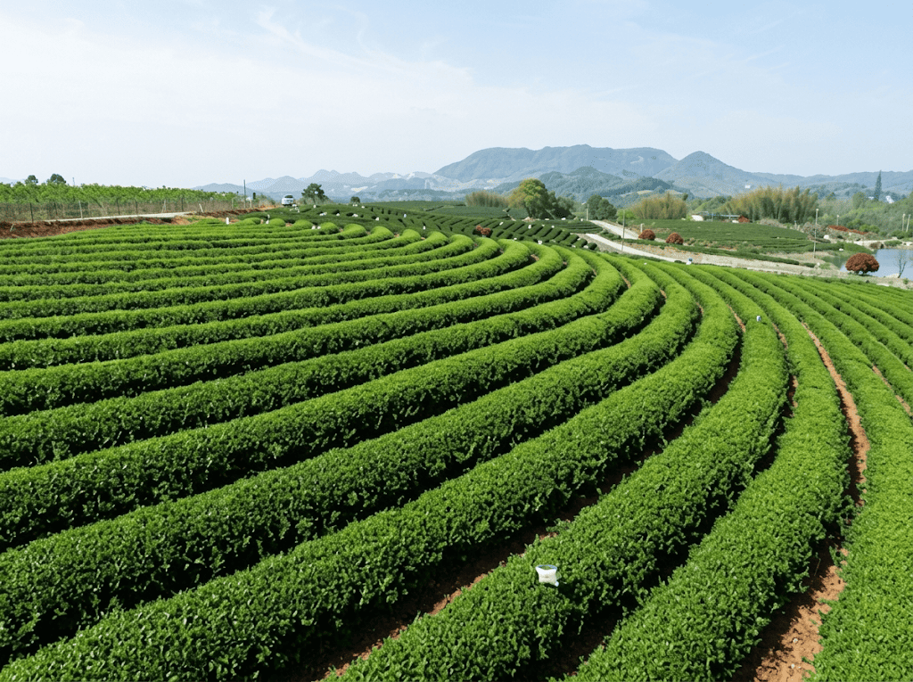 green tea plantation for matcha raw material with large scale tea fields