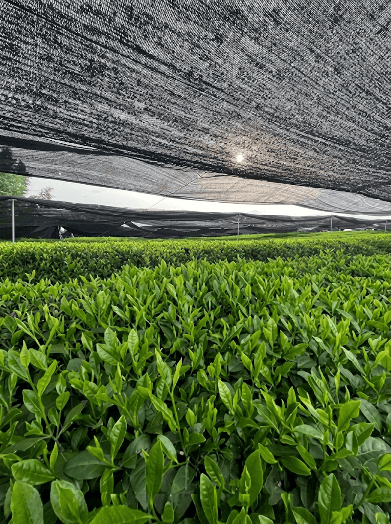 shade grown tea plantation for matcha raw material cultivation