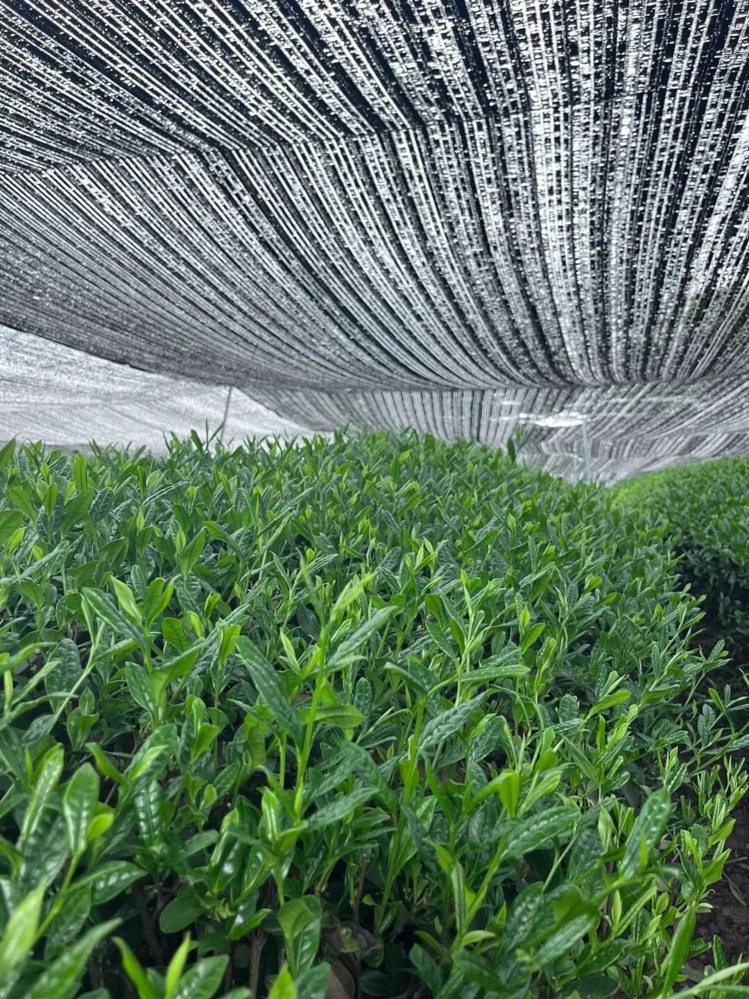 shade grown tea plants for matcha cultivation under controlled environment