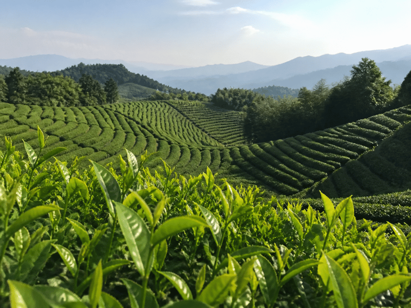 industrial mixing of instant tea powder with automated production equipment