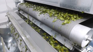 Matcha leaf conveyor line for continuous processing in factory