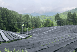 shade covered tea plantation for matcha cultivation with controlled sunlight