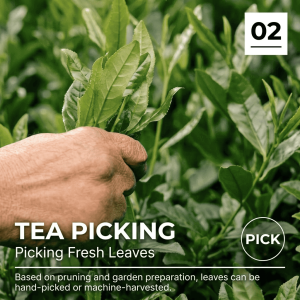 hand picking fresh tea leaves for matcha production