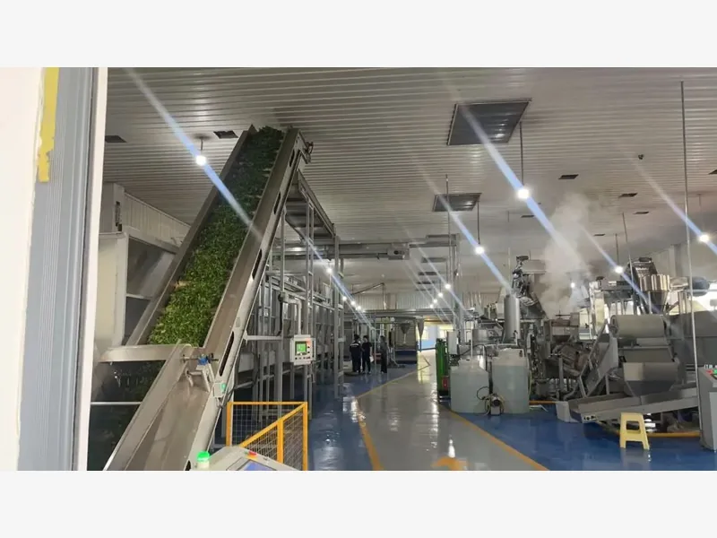 Green tea leaves moving on an inclined conveyor through a processing facility
