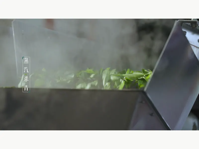Green tea leaves moving through processing equipment with visible steam