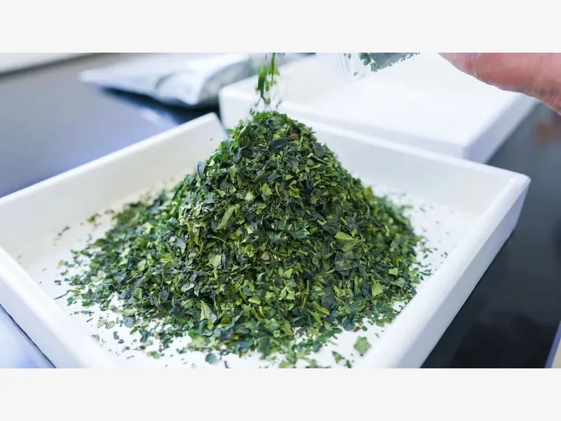 Processed green tea leaf material collected in a white tray before milling